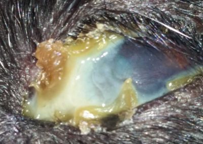 Oftalmología animal Los Robles