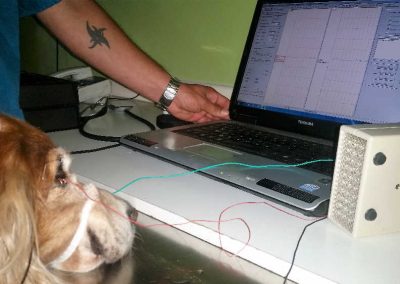 Oftalmología animal Los Robles