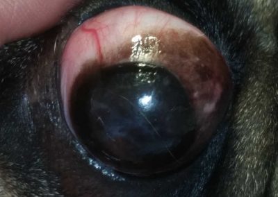 Queratoconjuntivitis seca (ojo seco)